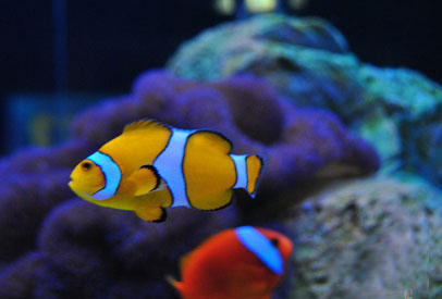 鱼多少卡 142009516.jpg